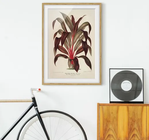 Poster con cornice - Botanica Vintage Illustrazione del drago Albero Dimensione H×L: 100cm...