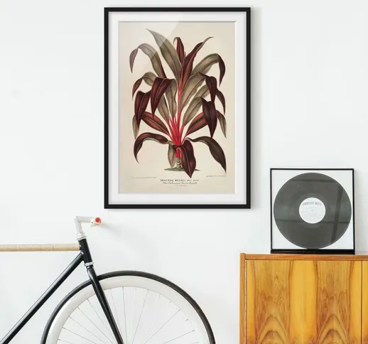 Poster con cornice - Botanica Vintage Illustrazione del drago Albero Dimensione H×L: 100cm...