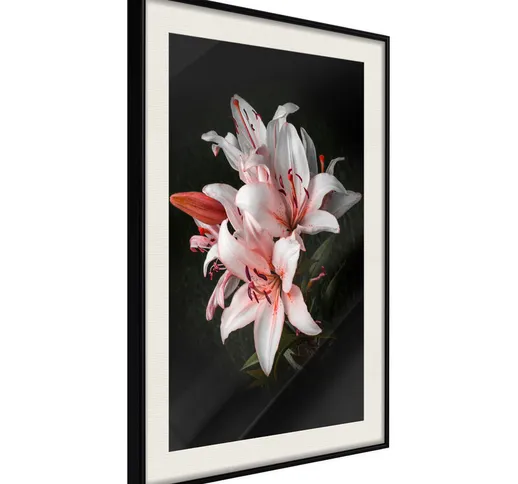 Poster - Lilies [Poster] - 30x45