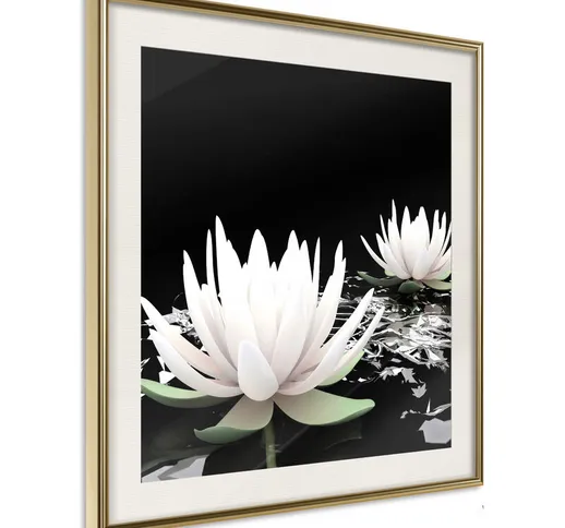 Poster - Lotus Flowers [Poster] - 50x50