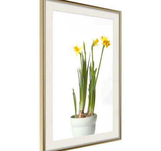 Poster - Narcissus [Poster] - 30x45