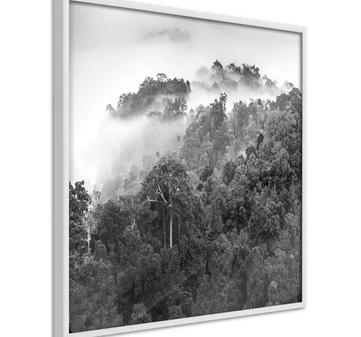 Poster - Rainforest [Poster] - 50x50