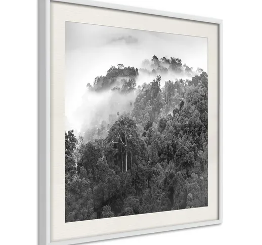 Poster - Rainforest [Poster] - 50x50