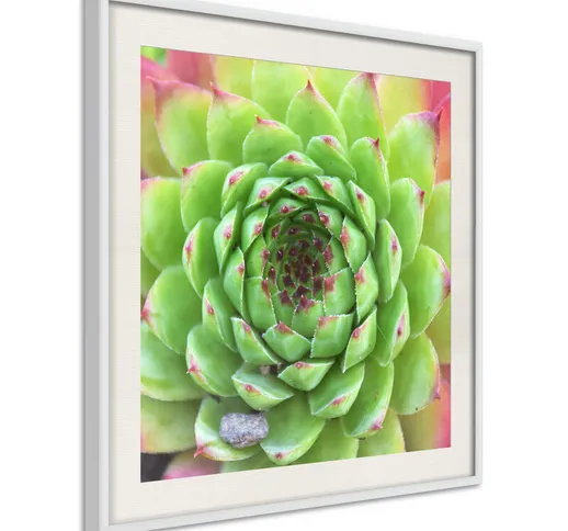 Poster - Succulent (Square) [Poster] - 50x50