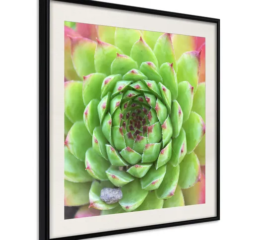 Poster - Succulent (Square) [Poster] - 50x50
