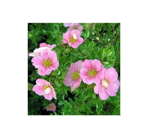 Potentilla fruticosa 'Lovely Pink' [Vaso Ø15cm]