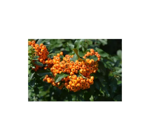 Piracanta arancione 'Pyracantha coccinea Orange Glow' Agazzino pianta in vaso 11 cm