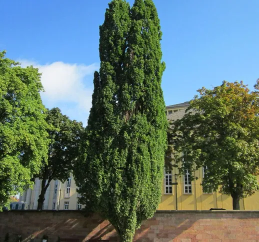 Quercus robur &8220Fastigiata&8221 - 180 - 200 cm