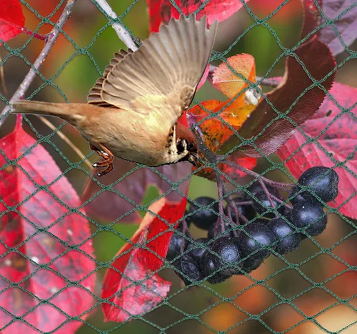 Rete da Giardino Rete Anti Uccelli Verde Rete di Protezione Proteggere Piante Frutta Fiori...