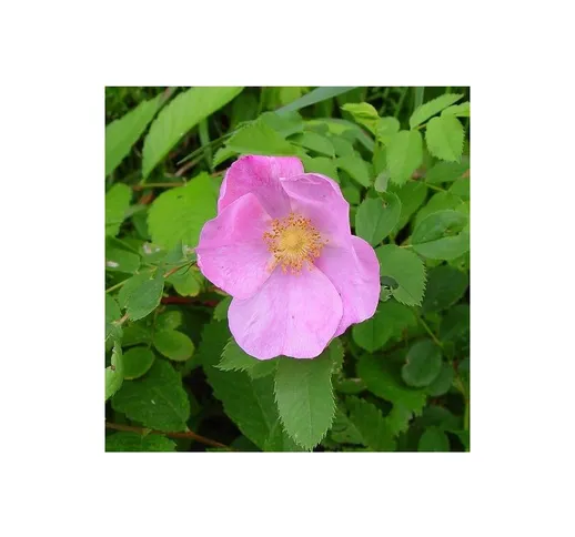 Rosa palustris [Vaso Ø18cm]