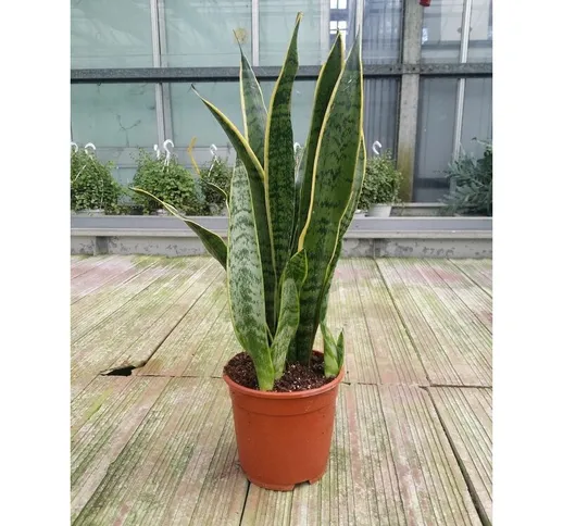 SANSEVERIA -vaso 14cm- Piante interno Pianta Appartamento Sansevieria