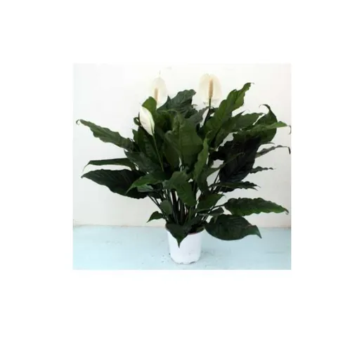 Passione Piante - Spathiphyllum pianta da appartamento arredamento casa piante da interno...