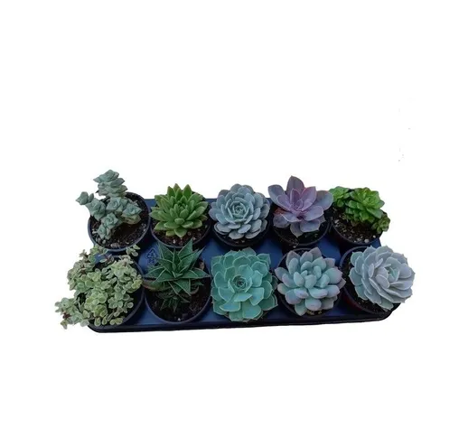 Succulente Mix in Vaso 10cm - Piante Succulente 10pz