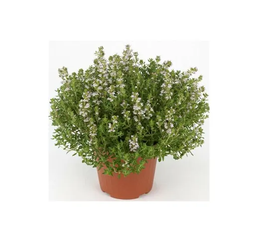 Timo 'Thymus faustini' pianta aromatica in vaso 14 cm