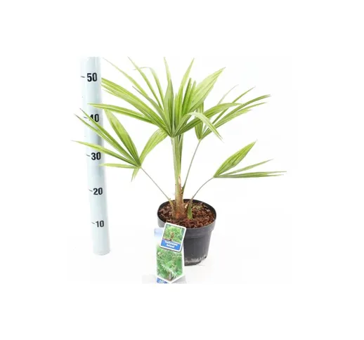 Palma cinese a ventaglio 'Trachycarpus fortunei' pianta in vaso 13 cm