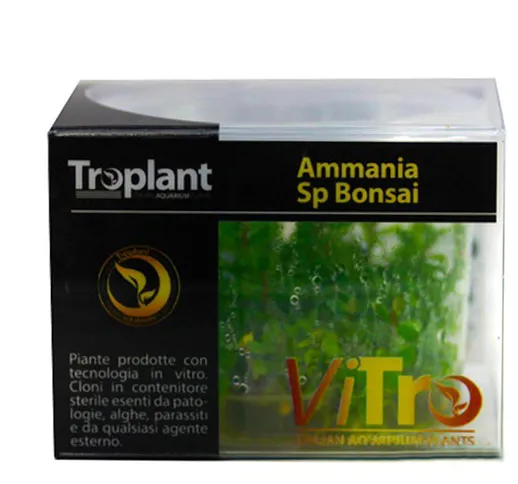 Linea Vitro Ammania Sp Bonsai - Troplant