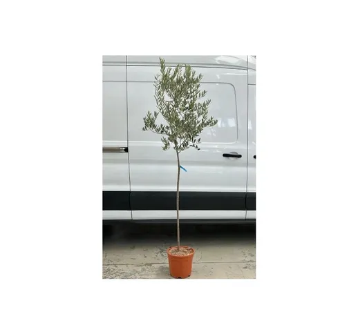 Ulivo Olivo Leccino 'Olea europea' pianta di 5 anni vaso 28 h 2 metri