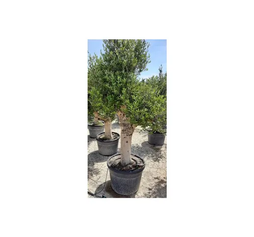 Ulivo olivo 'Olea europea' bonsai in vaso 130 l circ. tronco 60/70 cm foto reali