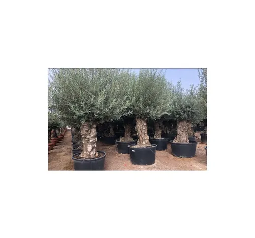 Ulivo olivo 'Olea europea' bonsai in mastello da 285 lt cfr. tronco 120/140 cm foto reali