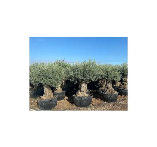 Ulivo olivo "Olea europea" bonsai in mastello da 500 lt cfr. tronco 120/160 cm FOTO REALI