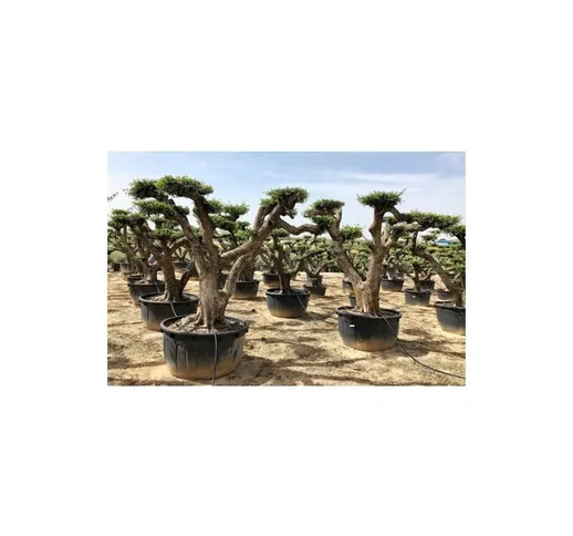 Ulivo olivo 'Olea europea' bonsai in mastello da coltivazione cfr. tronco 180/200 cm foto...