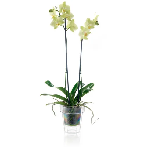 Vaso trasparente per orchidea porto Ø16 Teraplast trasparente