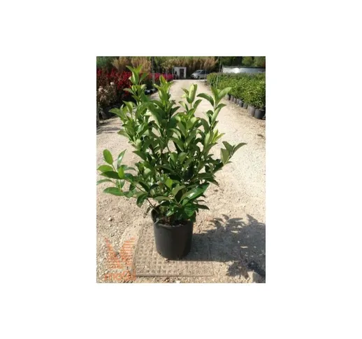 Viburno lucido 'Viburnum lucidum' pianta da siepe in vaso 9 cm
