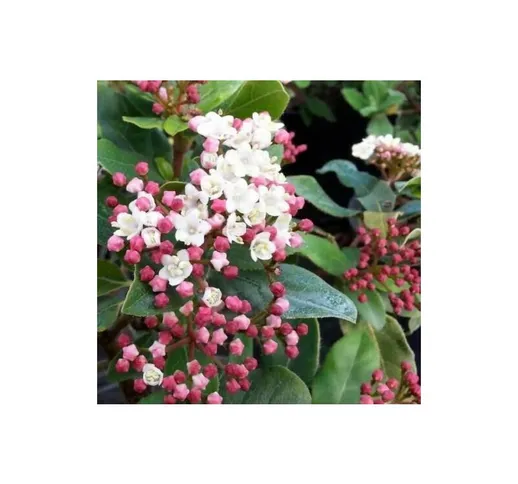 Viburno Tino 'Viburnum tinus' 3 piante da siepe in vaso biodegradabile h. 30/40 cm