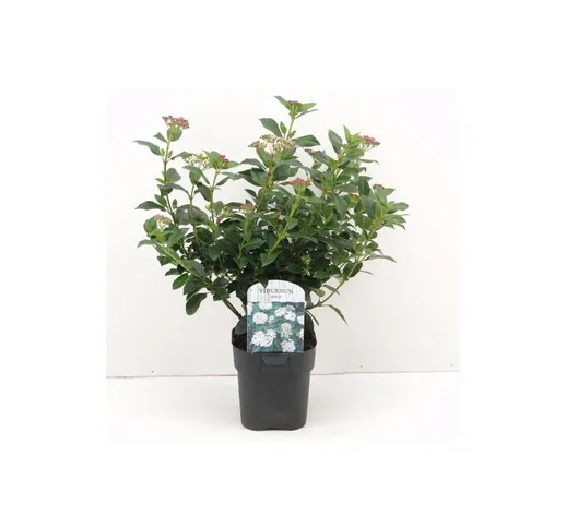 Viburno tino "Viburnum tinus" pianta da siepe in vaso 11 cm