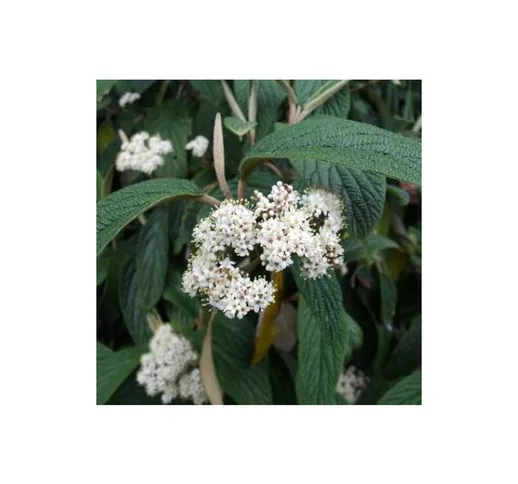 Viburnum rhytidophyllum (Viburno) [Vaso Ø27cm]