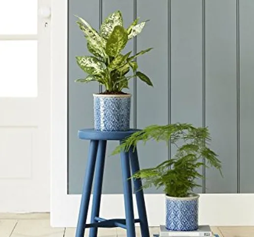 Burgon & Ball - Vaso per piante in ceramica, da interni, misura piccola e grande, motivo T...