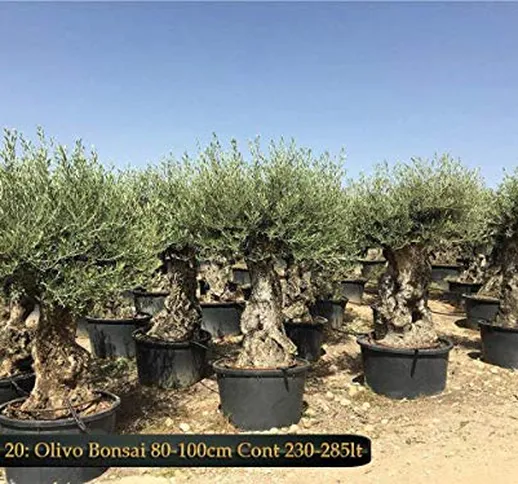 ULIVO OLIVO OLEA EUROPEA BONSAI VASO 285 LT FOTO REALE CIRCONF TRONCO 80-100 CM