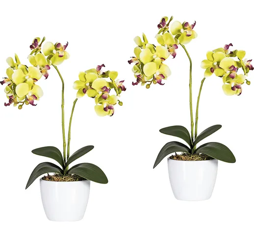 Orchidea phalaenopsis in vaso di ceramica bianco, altezza 500 mm, conf. da 2 pz., fiori ve...