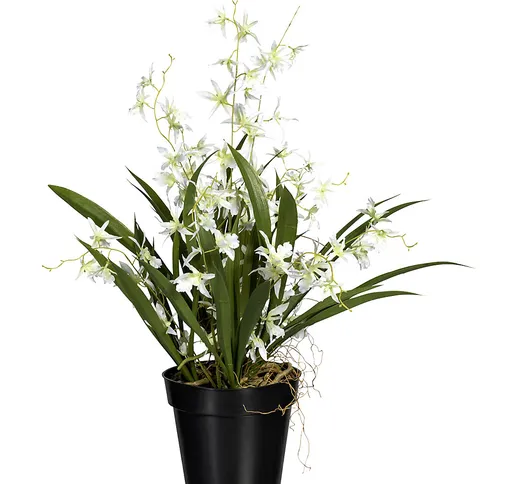 Orchidea ballerina, in vaso di plastica, altezza 600 mm, verde biancastro