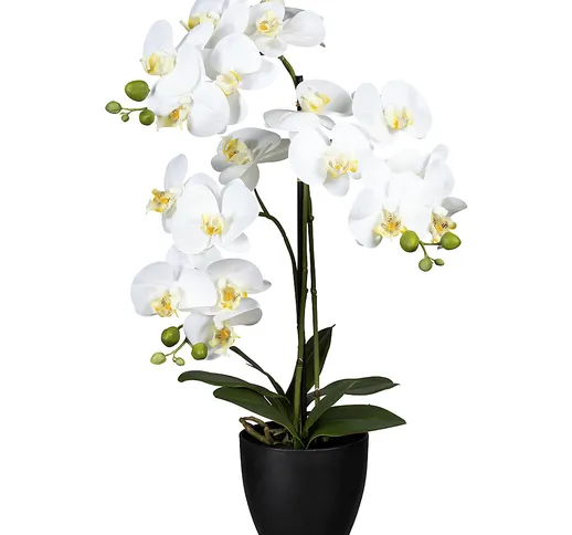 Orchidea phalaenopsis, in vaso di plastica, con terra, bianco, altezza 650 mm