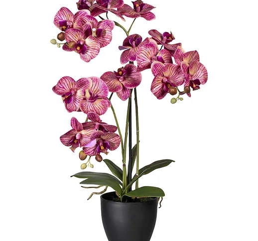 Orchidea phalaenopsis, in vaso di plastica, con terra, viola, altezza 650 mm