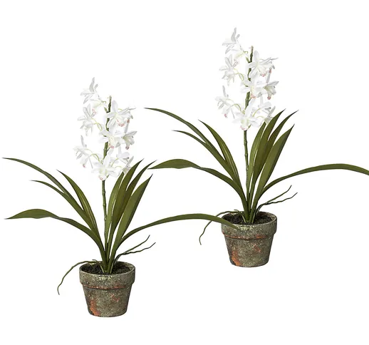 Orchidea Cymbidium in vaso di cemento, conf. da 2 pz., altezza 430 mm, fiori bianchi