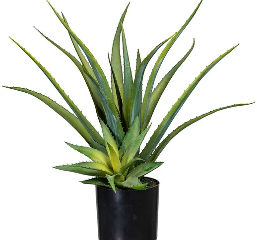 Aloe, in vaso di plastica con terra, altezza ca. 480 mm