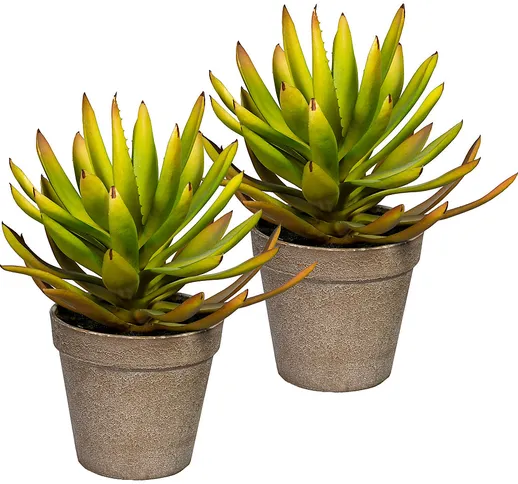 Aloe plicatilis, conf. da 2 pz., altezza ca. 240 mm, in vaso di plastica con terra