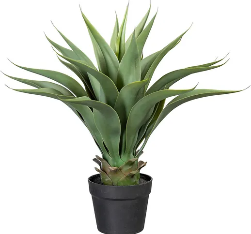 Agave, altezza ca. 570 mm, in vaso di plastica