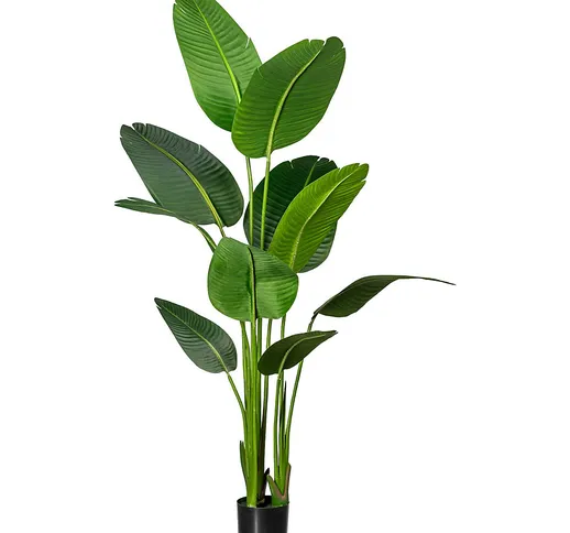 Strelitzia nicolai, in vaso di plastica con terra, altezza ca. 1600 mm