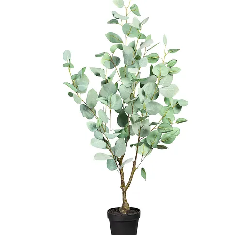 Eucalyptus populus, grigio-verde, in vaso di plastica, altezza ca. 900 mm
