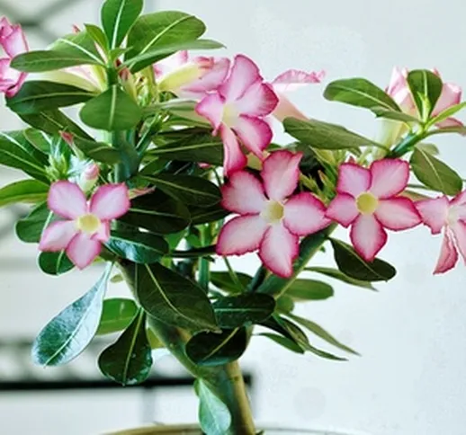 1 o 2 piante Adenium Obesum Pink Star con vaso incluso