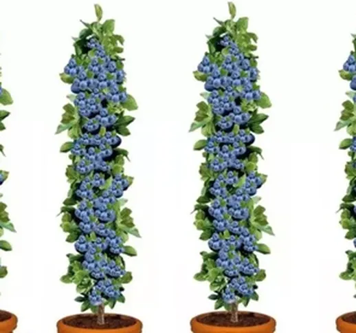 Set di 4 o 8 piante di mirtilli con altezza alla consegna di 30-40 cm