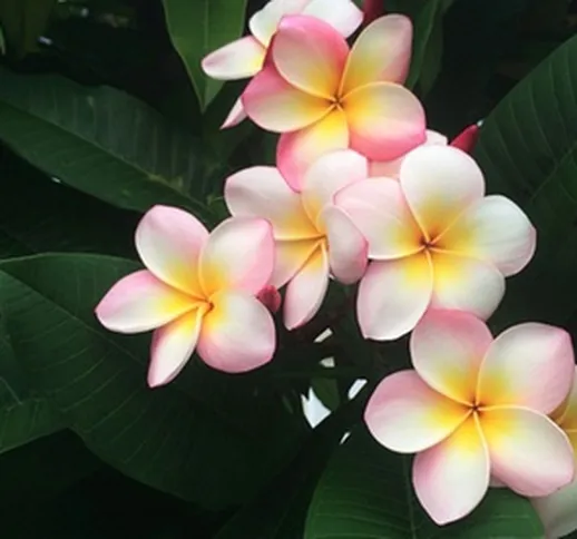 1 o 2 piante Plumeria Hawaiien con vaso incluso