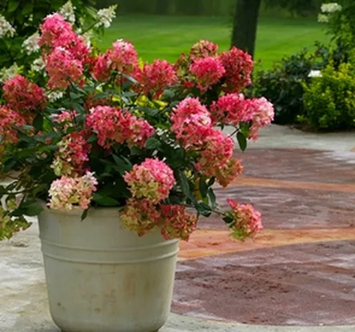 Set di 2 piante Hydrangea Wim's Red con vaso incluso