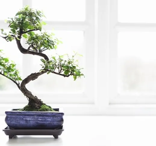 Set di 2 bonsai con spedizione gratuita