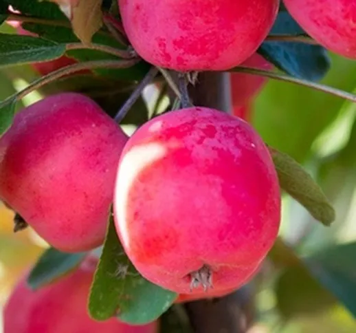1, 2 o 3 alberi di mele Malus 'Appletini' con spedizione gratuita