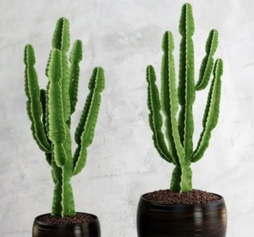 1 o 2 piante Euphorbia "Cowboy Cactus" con vasi