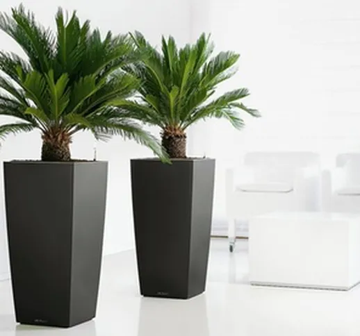 2 piante di Cycas King Sago con altezza fino a 50-70 cm